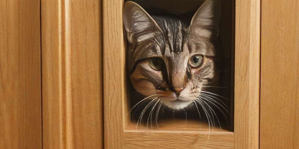 Cómo instalar una puerta para gatos en diferentes tipos de puertas: madera, cristal y aluminio