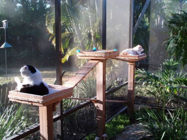 Cómo Crear un 'Catio' Seguro en Casa.