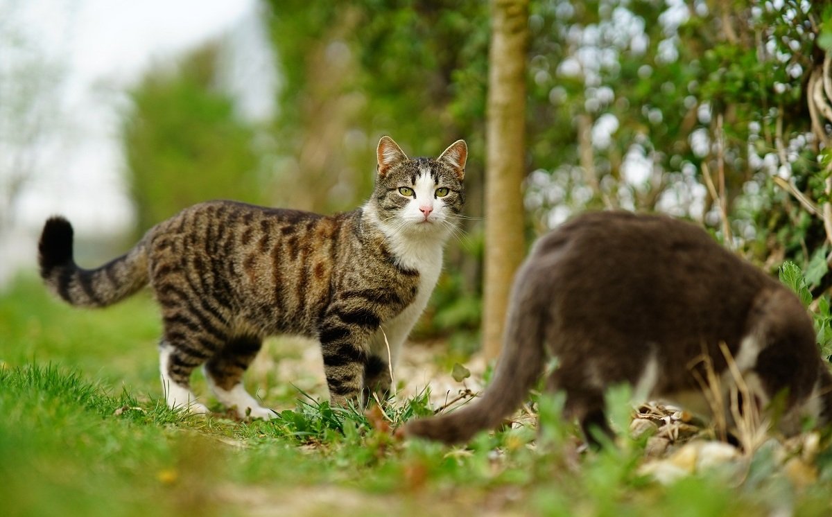 Inquietudes sobre Gatos que Salen y Entran: Guía Completa de Riesgos y Prevención