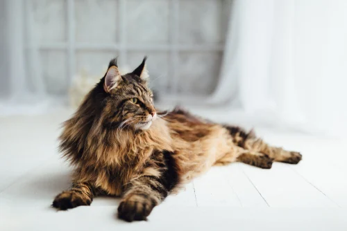 Gato Maine Coon